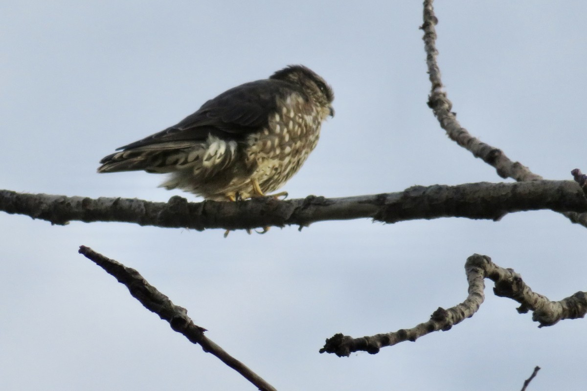 Хайргууна шонхор - ML644549585