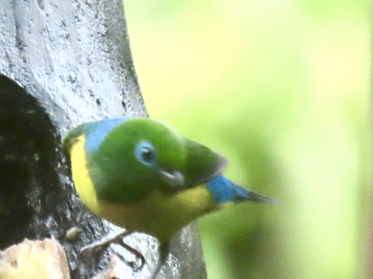 Blue-naped Chlorophonia - ML644549587