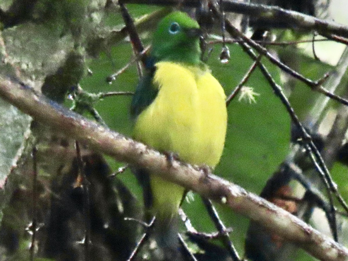 Blue-naped Chlorophonia - ML644549588