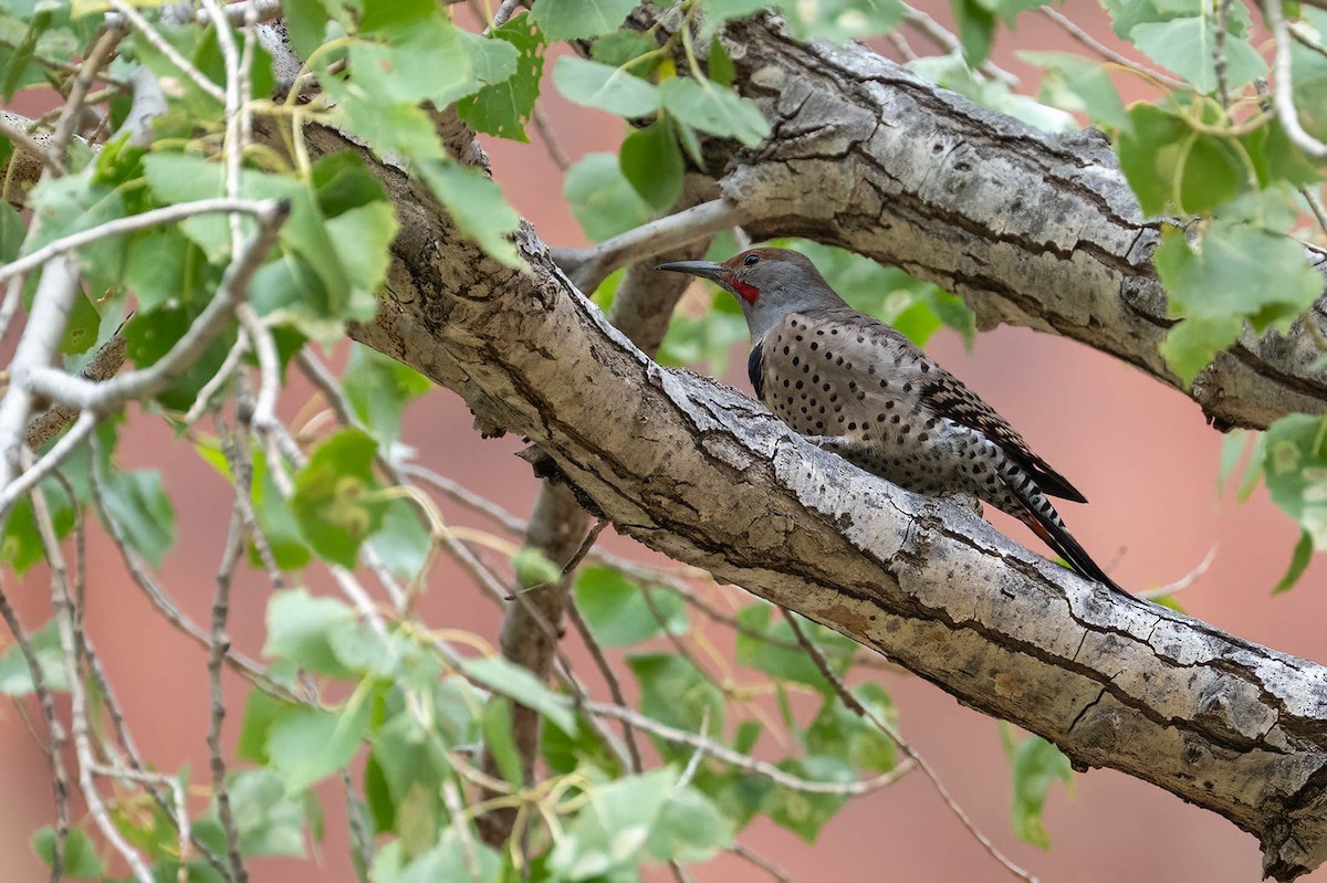 Pic flamboyant - ML644549591