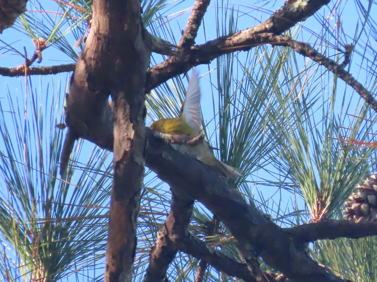 Pine Warbler - ML644549596