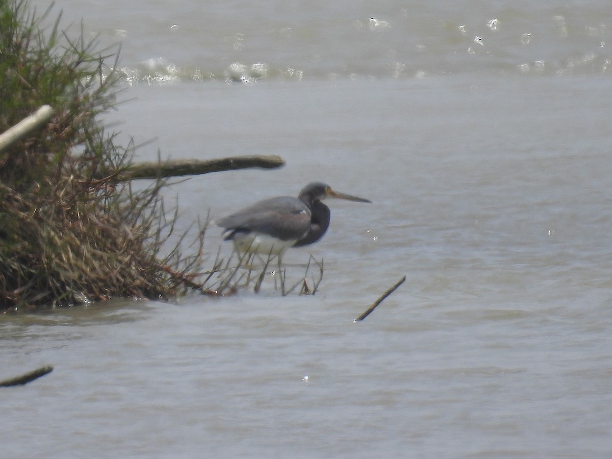 Tricolored Heron - ML644549598