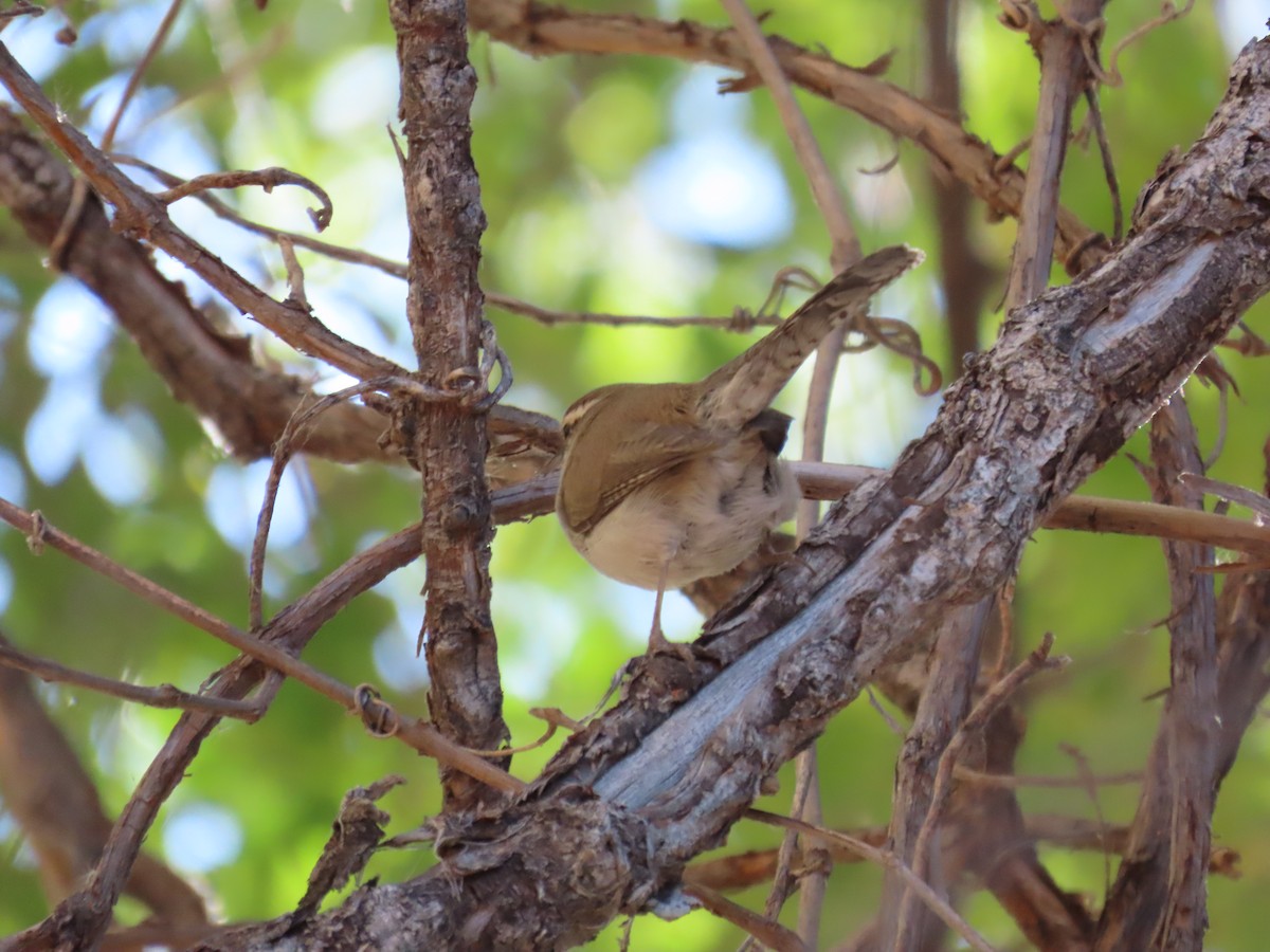 Bewick's Wren - ML644549599
