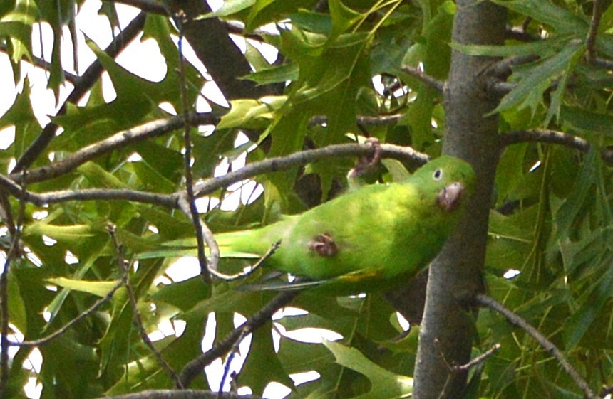 Yellow-chevroned Parakeet - ML644549600