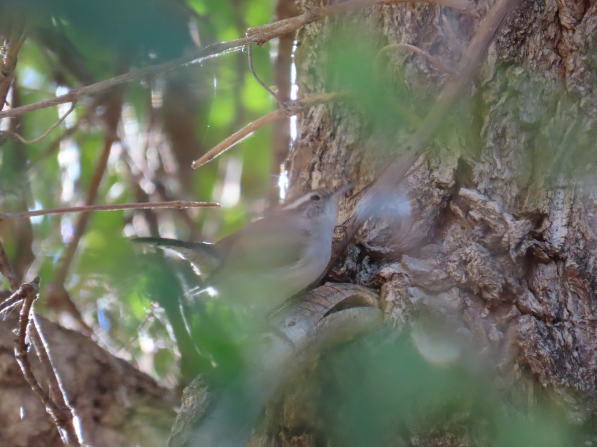 Bewick's Wren - ML644549601