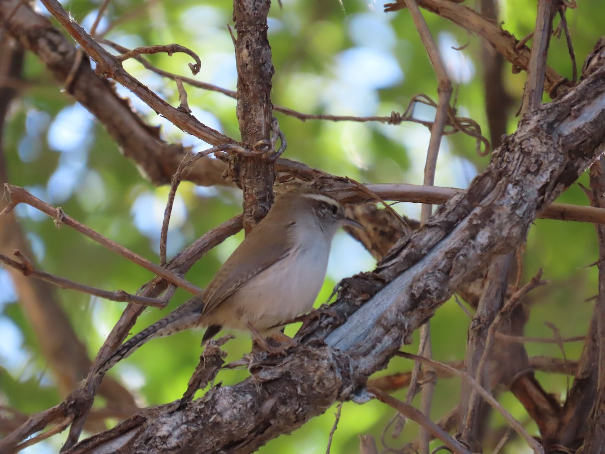 Bewick's Wren - ML644549602