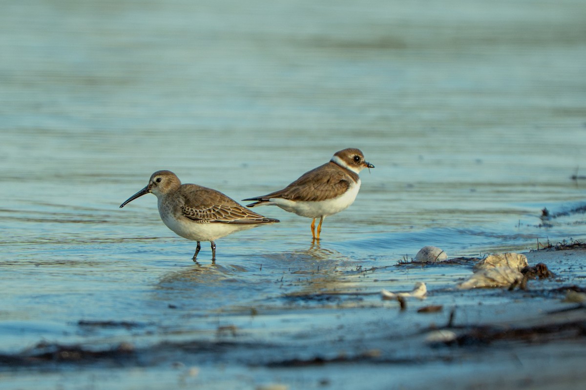 Alpenstrandläufer - ML644549604