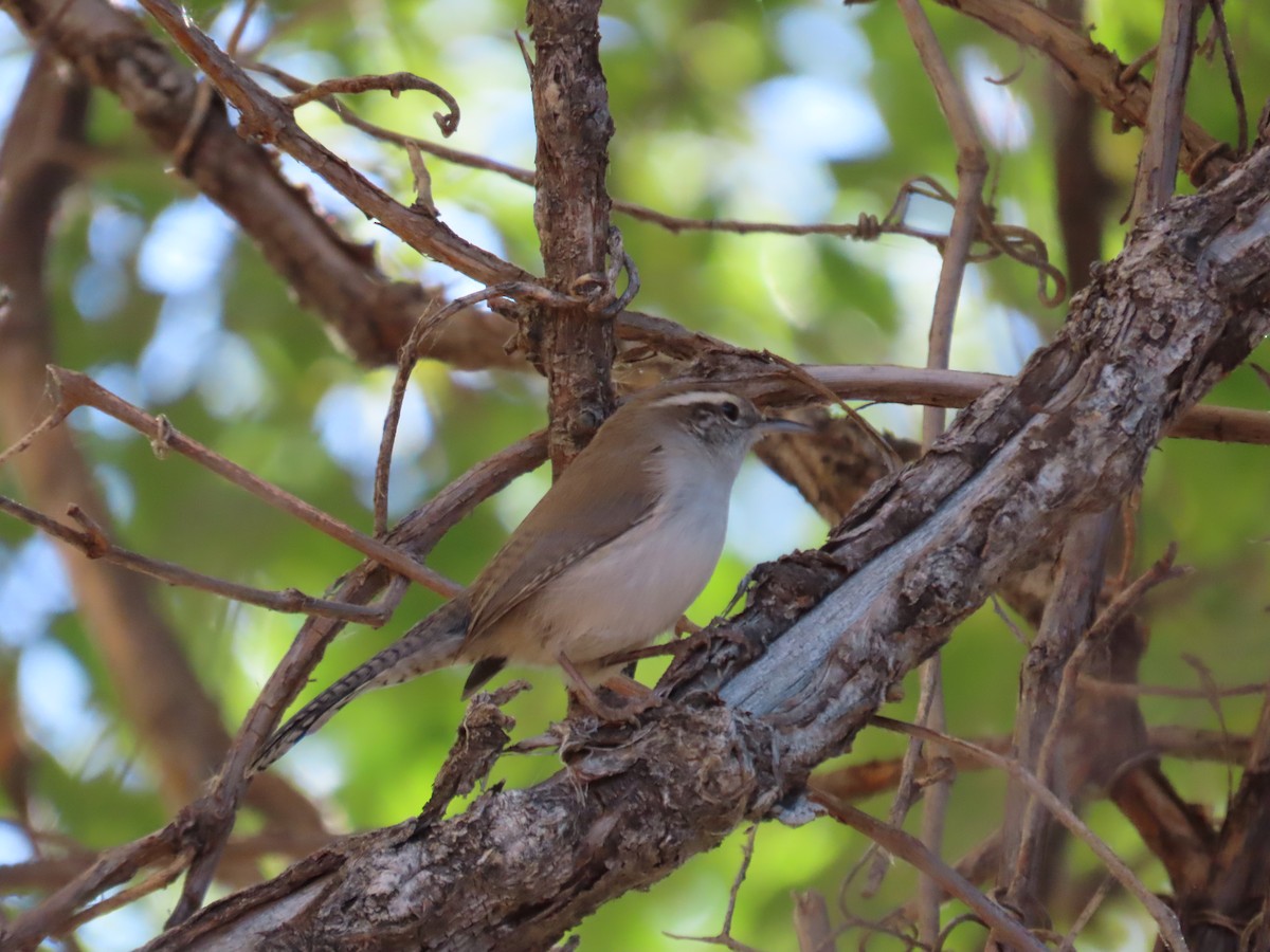 Bewick's Wren - ML644549606