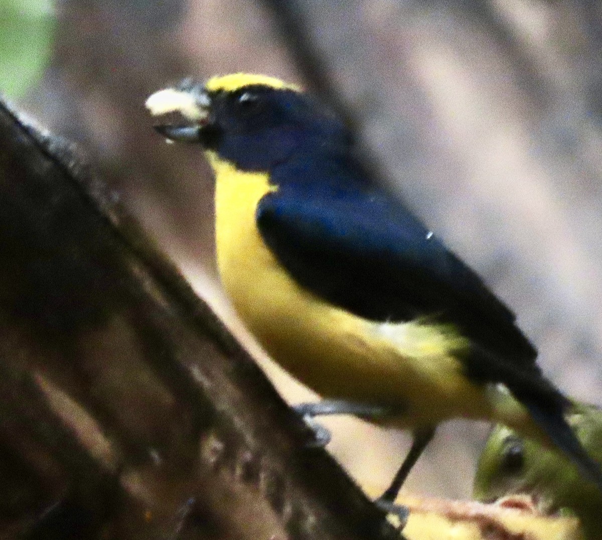 Thick-billed Euphonia - ML644549608