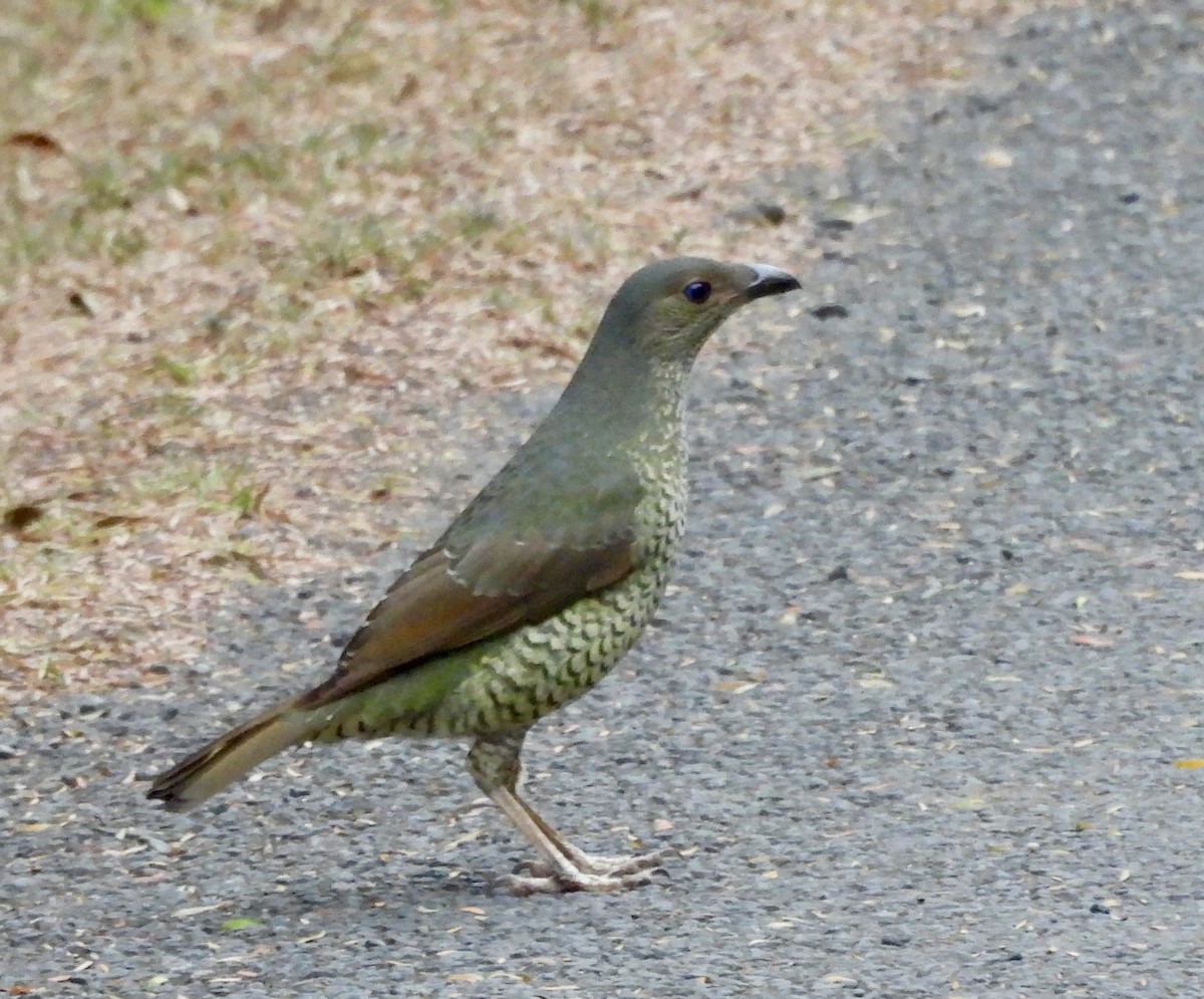 lemčík hedvábný - ML644549614