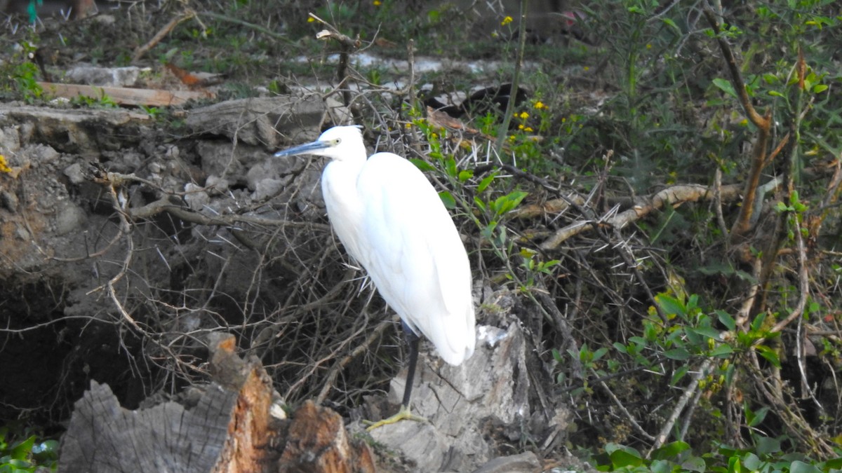 Little Egret - ML644549619