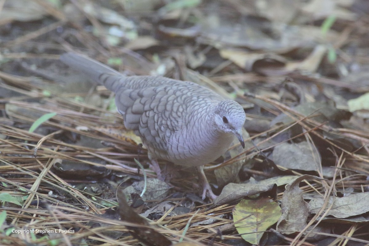 Inca Dove - ML644549622