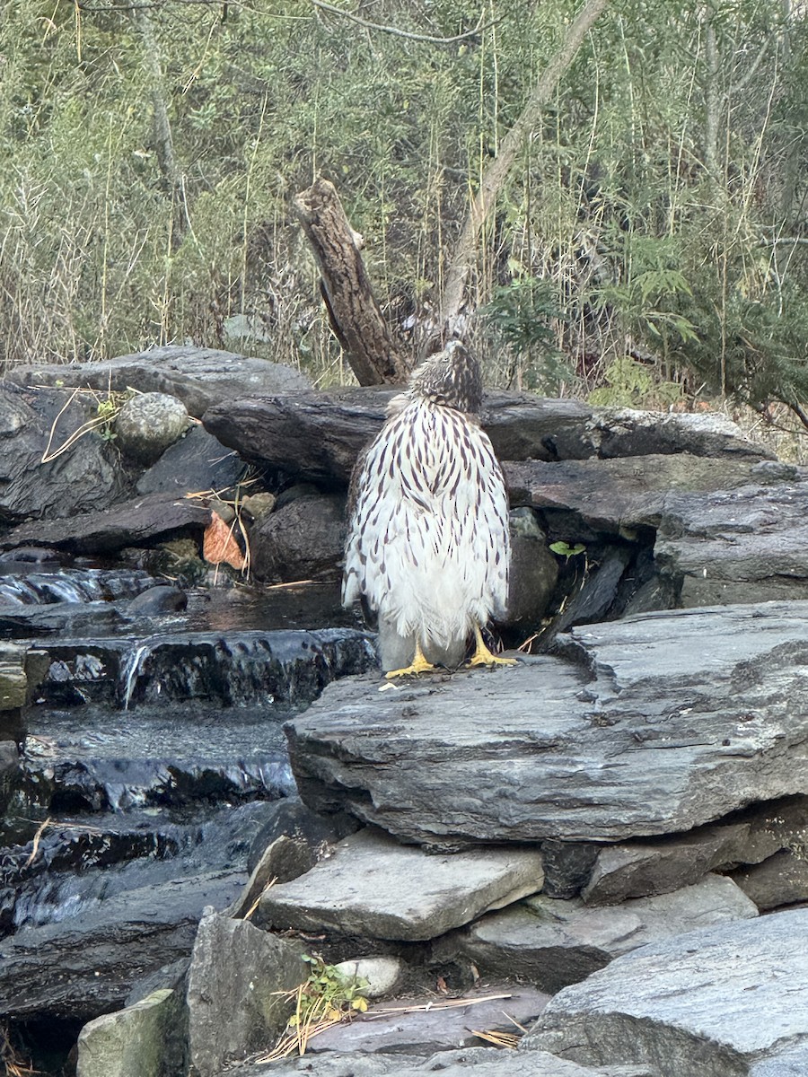 Cooper's Hawk - ML644549623