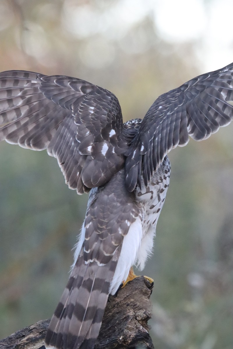 Cooper's Hawk - ML644549624