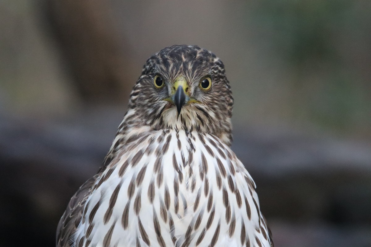 Cooper's Hawk - ML644549625
