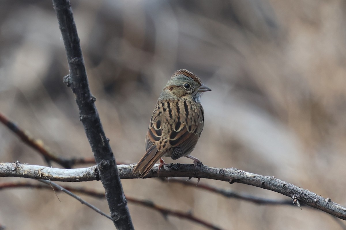 strnadec pruhohlavý - ML644549628