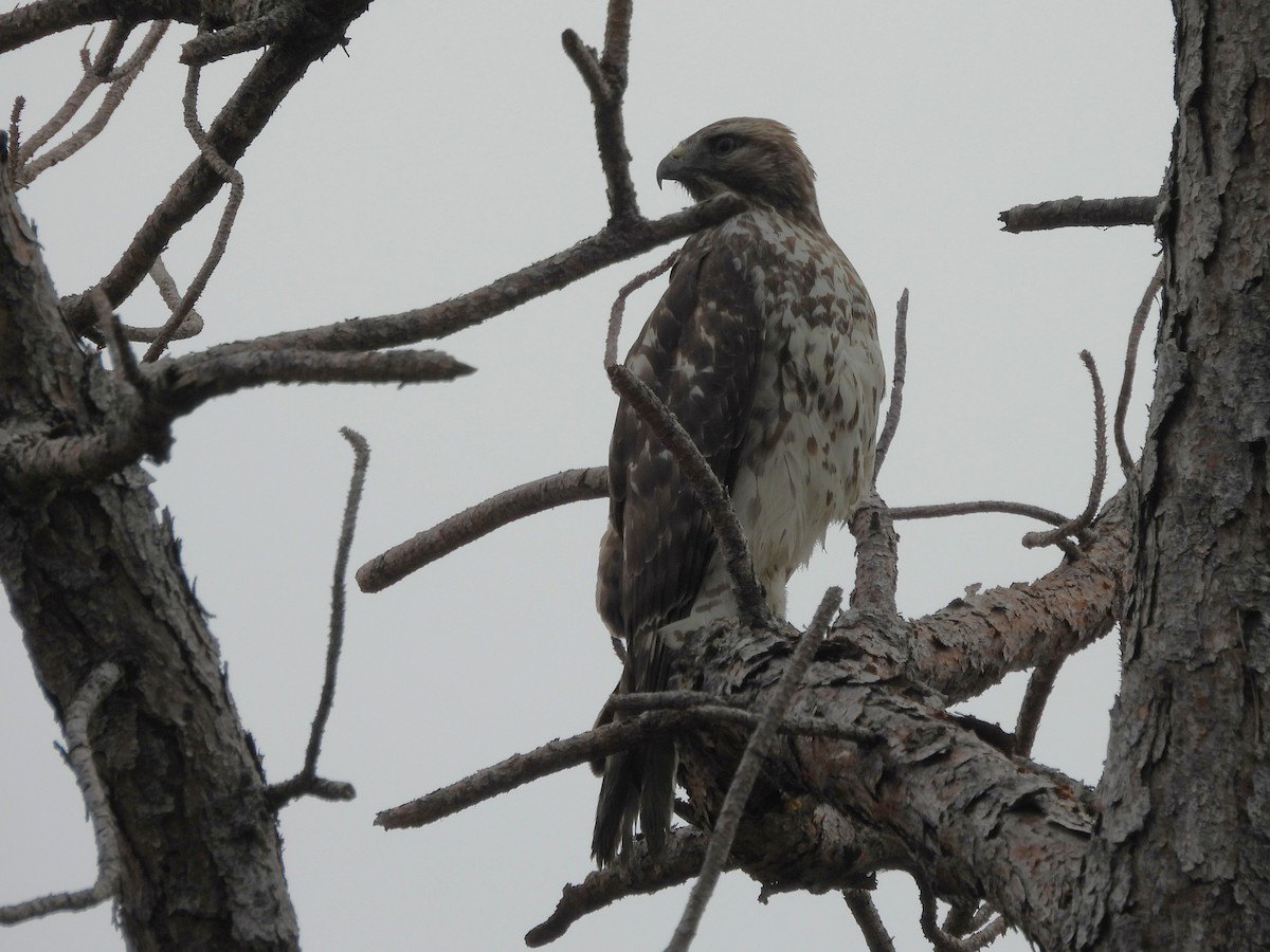 Red-shouldered Hawk - ML644549630