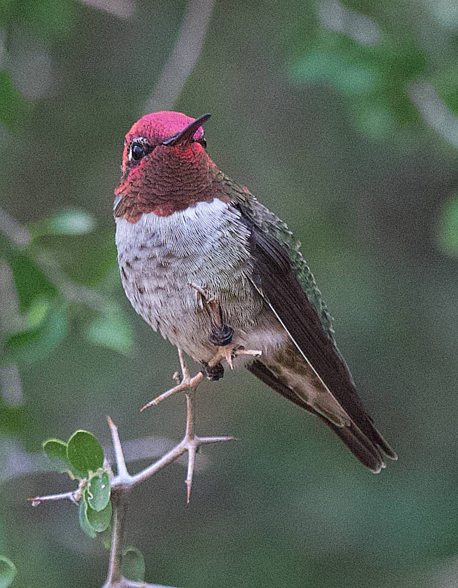Anna's Hummingbird - ML644549631