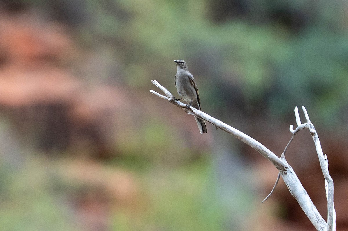 ハエトリツグミ - ML644549634