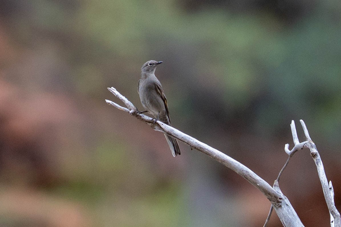 ハエトリツグミ - ML644549635