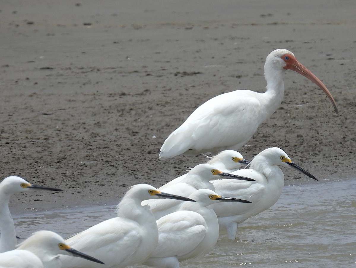 White Ibis - ML644549640
