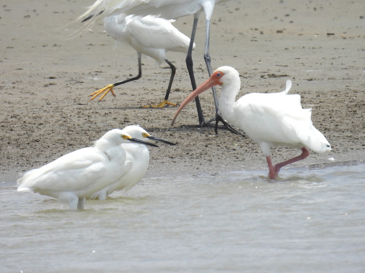 White Ibis - ML644549641