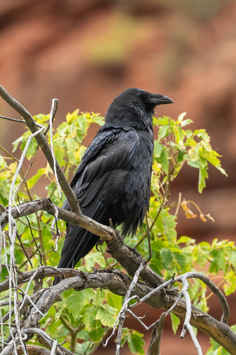Common Raven - ML644549642