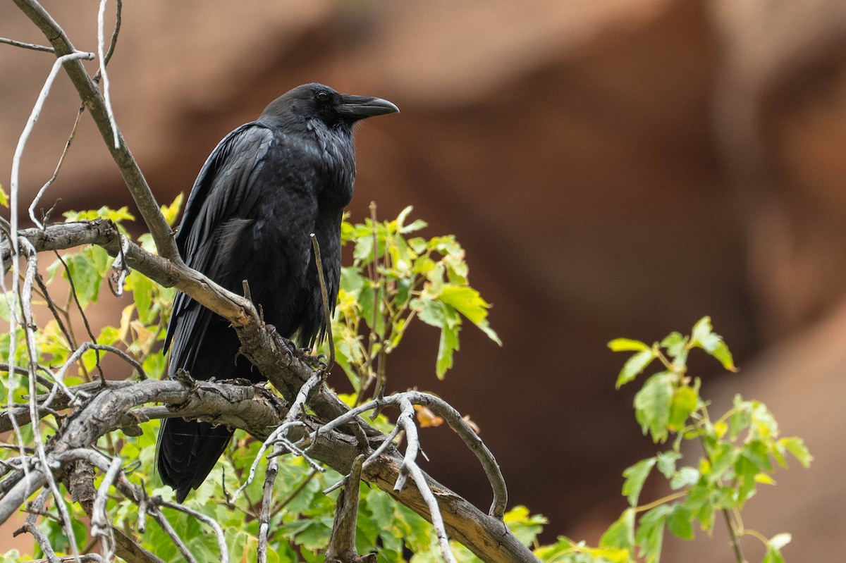 Common Raven - ML644549643