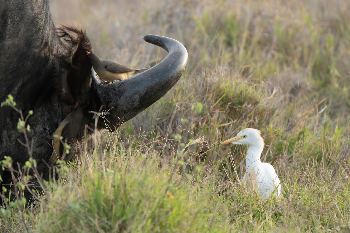 Yellow-billed Oxpecker - ML644549644