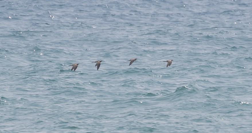 Eurasian Curlew - ML644549645