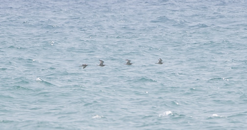 Eurasian Curlew - ML644549646