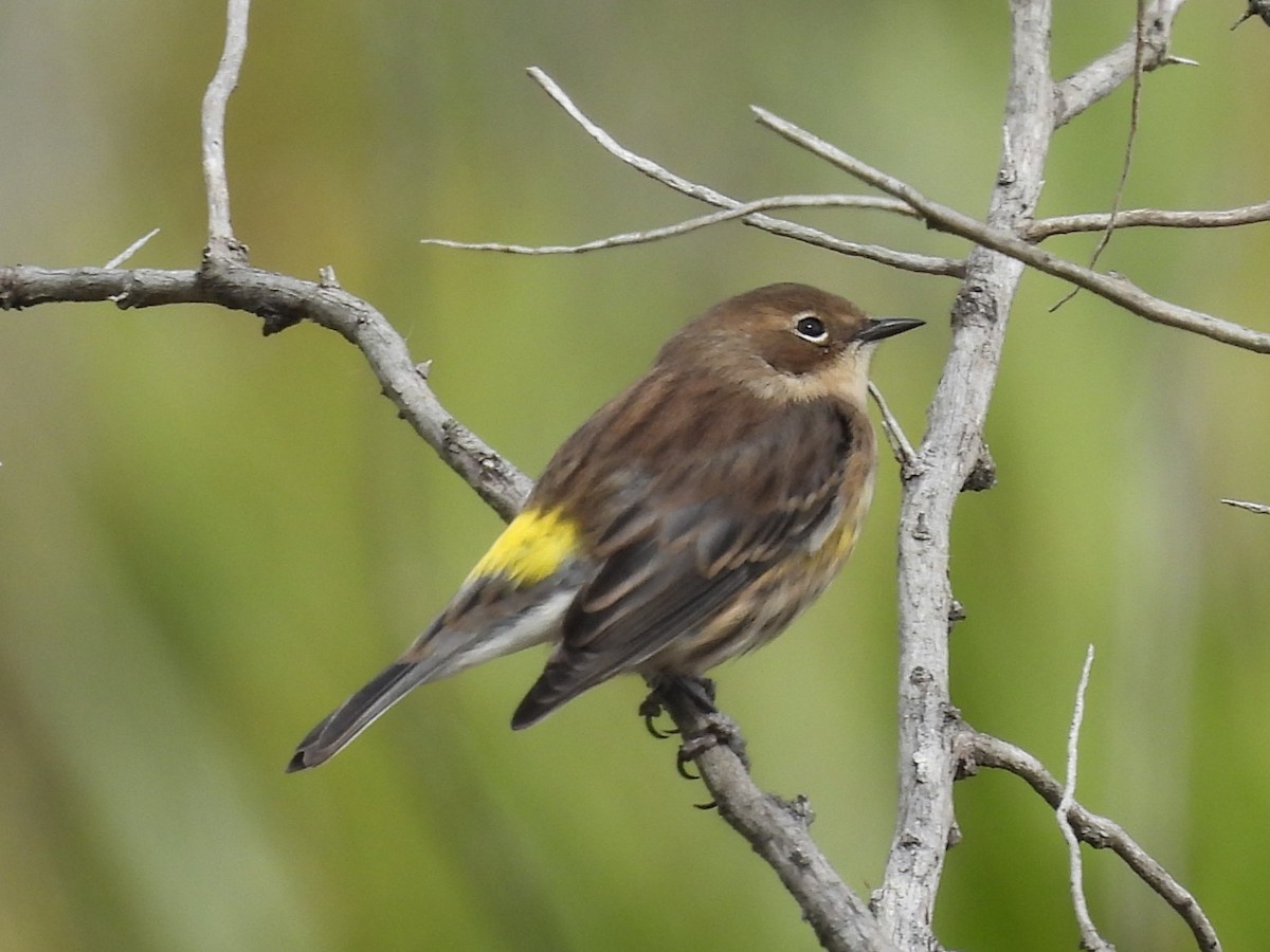 Yellow-rumped Warbler - ML644549659
