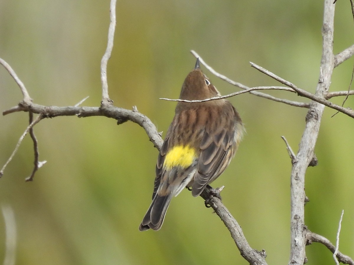 Yellow-rumped Warbler - ML644549660