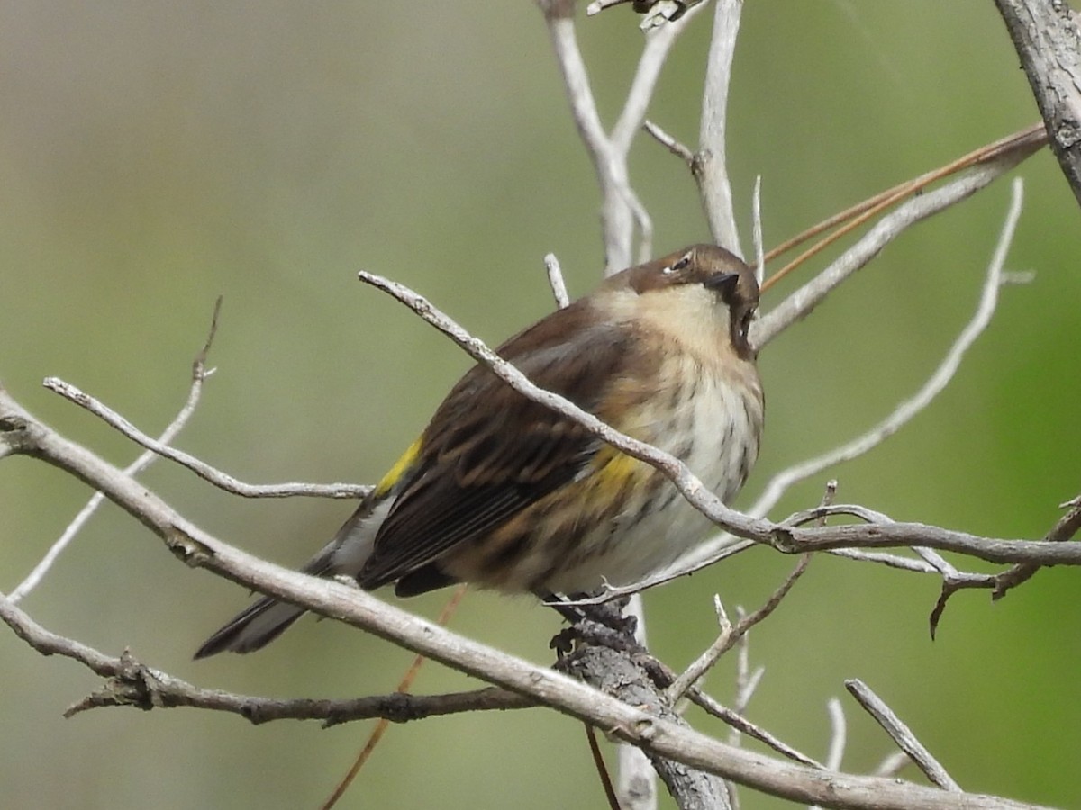 Yellow-rumped Warbler - ML644549661