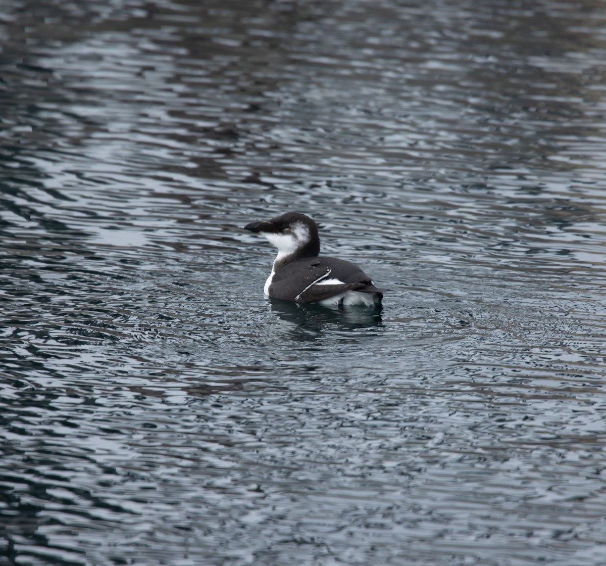 オオハシウミガラス - ML644549667