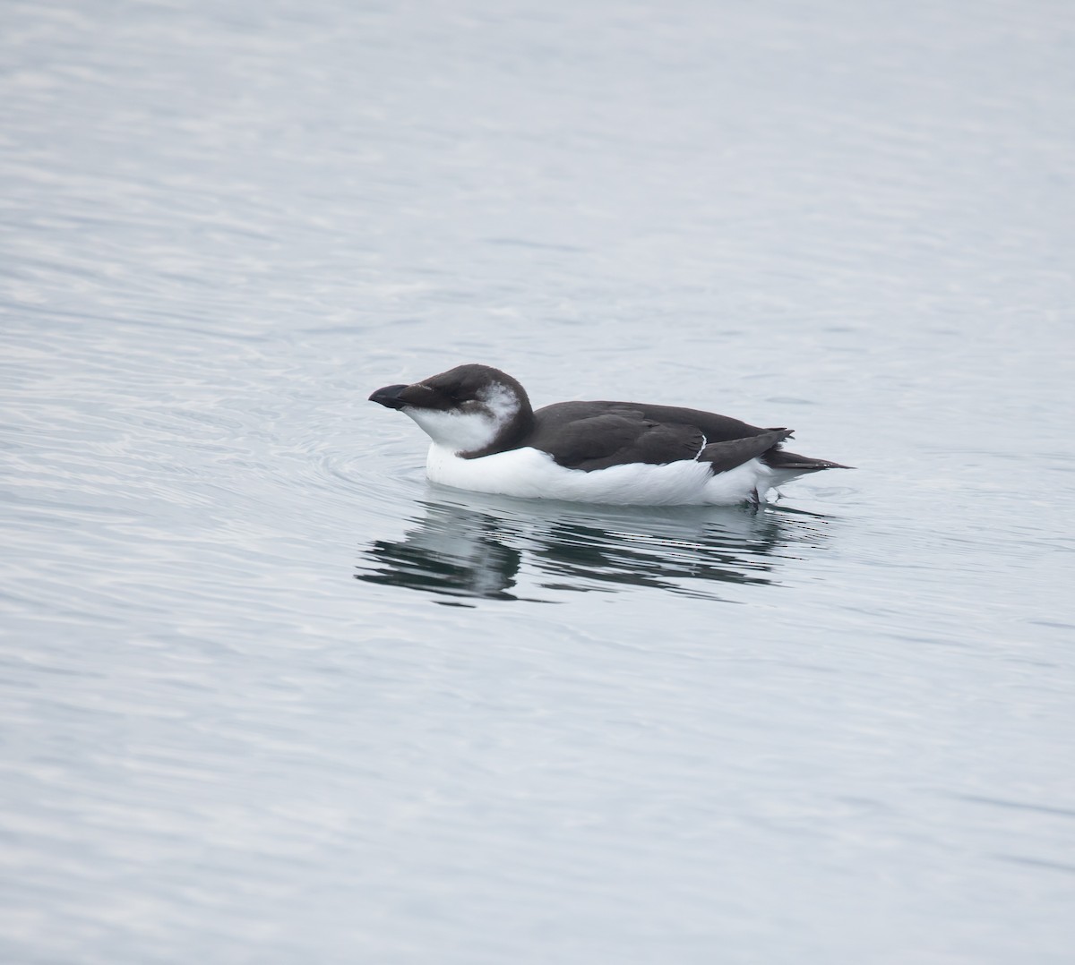 オオハシウミガラス - ML644549669