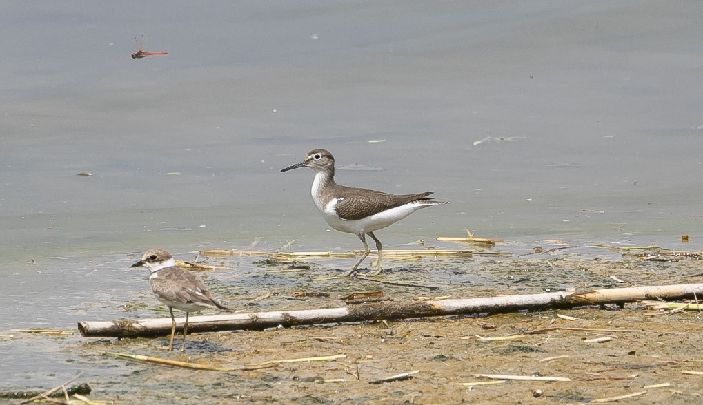 pisík obecný - ML644549671