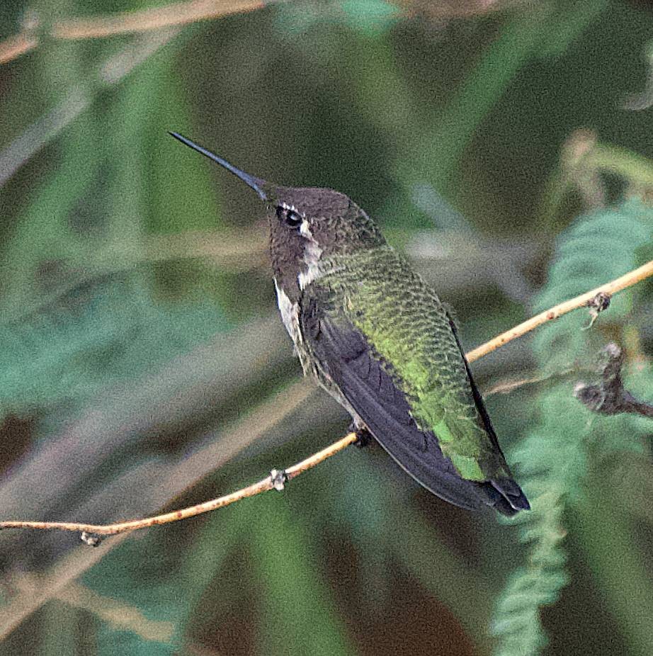 Anna's Hummingbird - ML644549672
