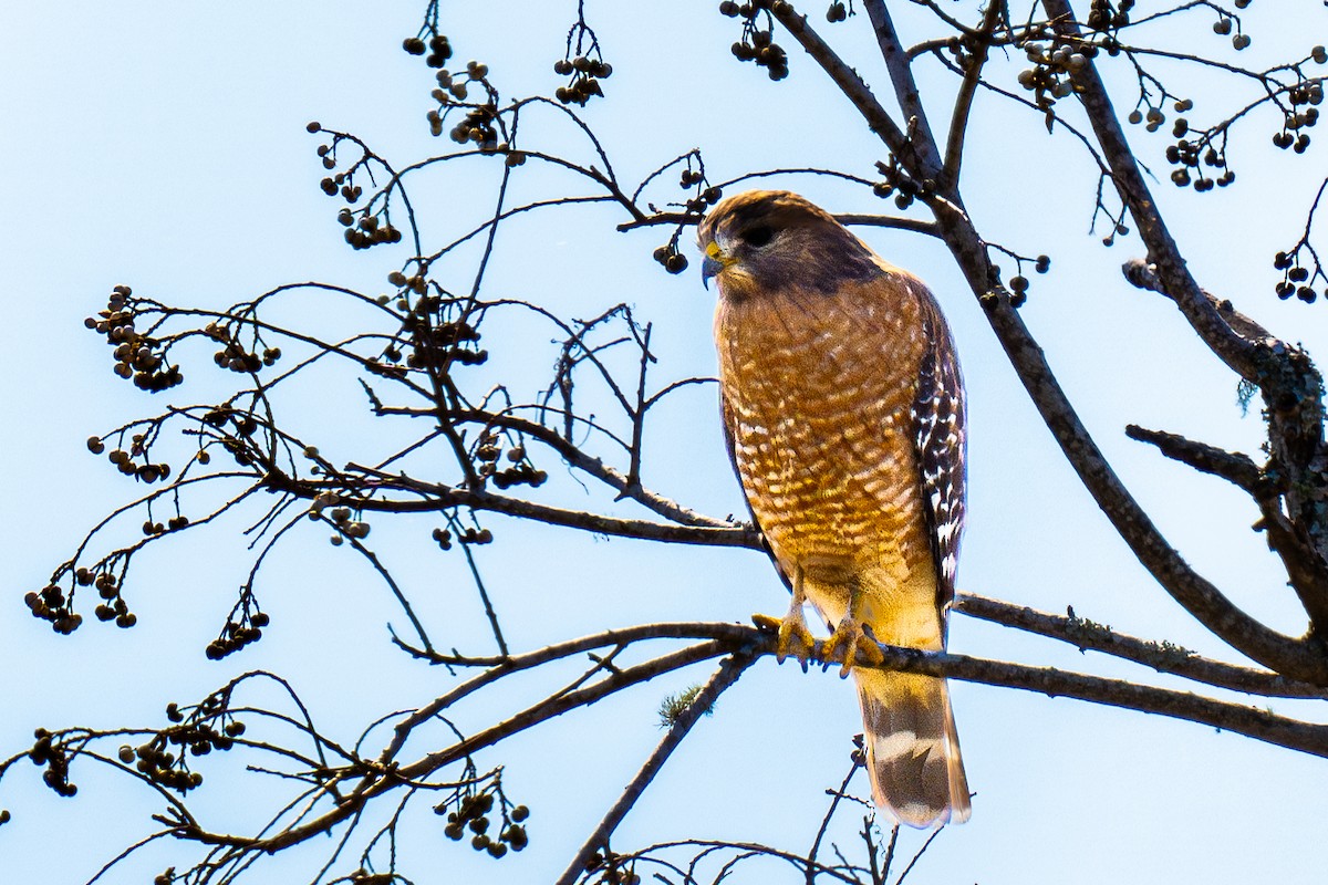 Red-shouldered Hawk - ML644549676