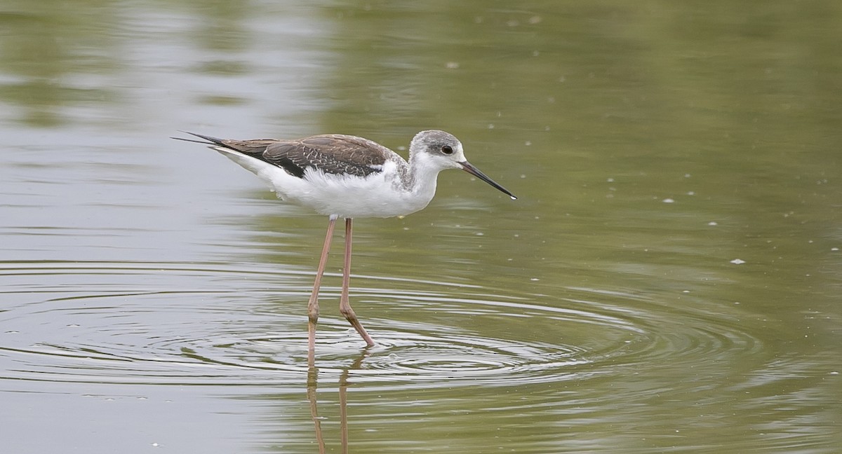 高蹺鴴 - ML644549678