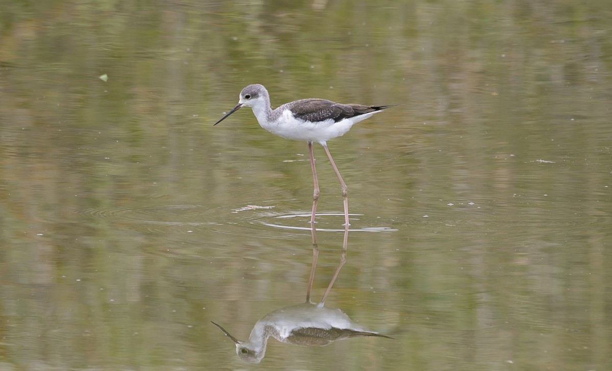 高蹺鴴 - ML644549679