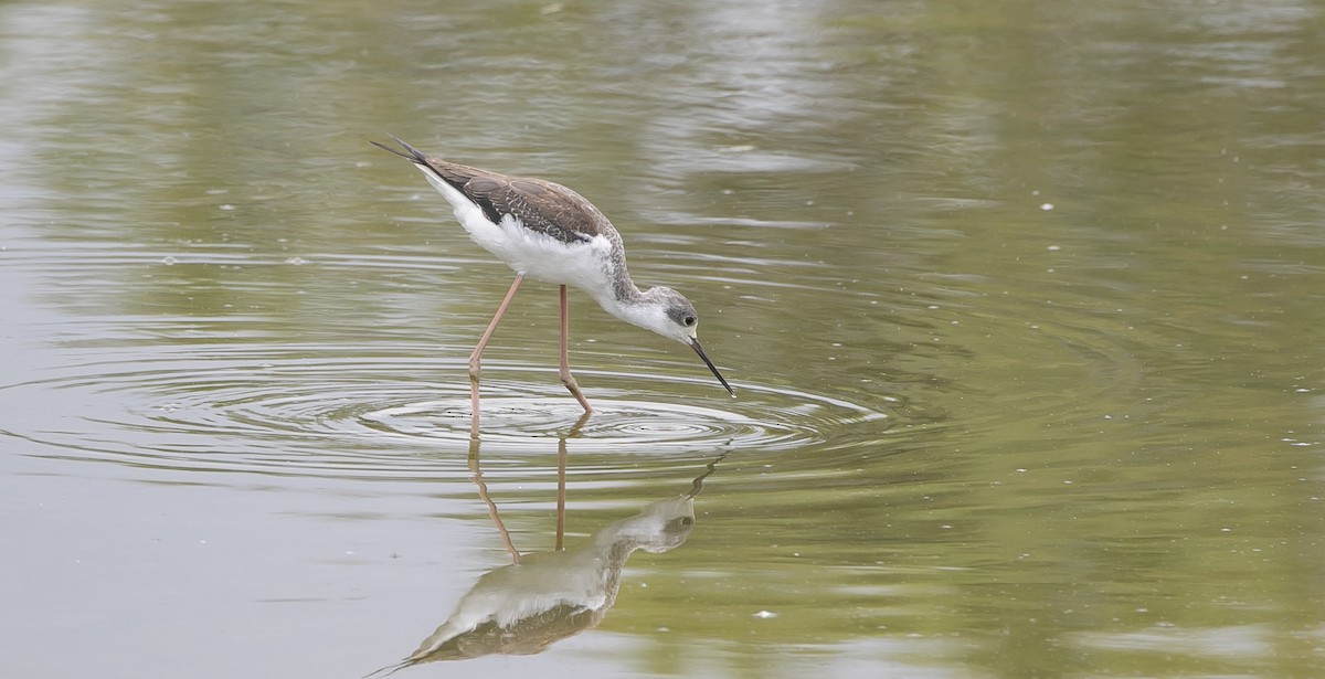 高蹺鴴 - ML644549680