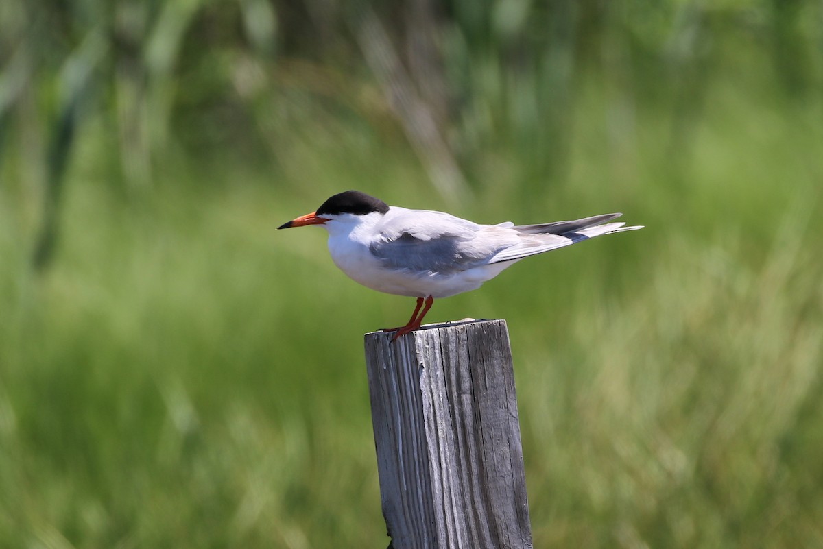 Forsterseeschwalbe - ML644549681