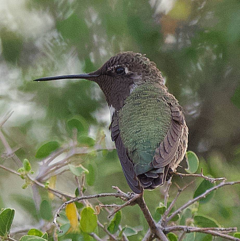 Anna's Hummingbird - ML644549684