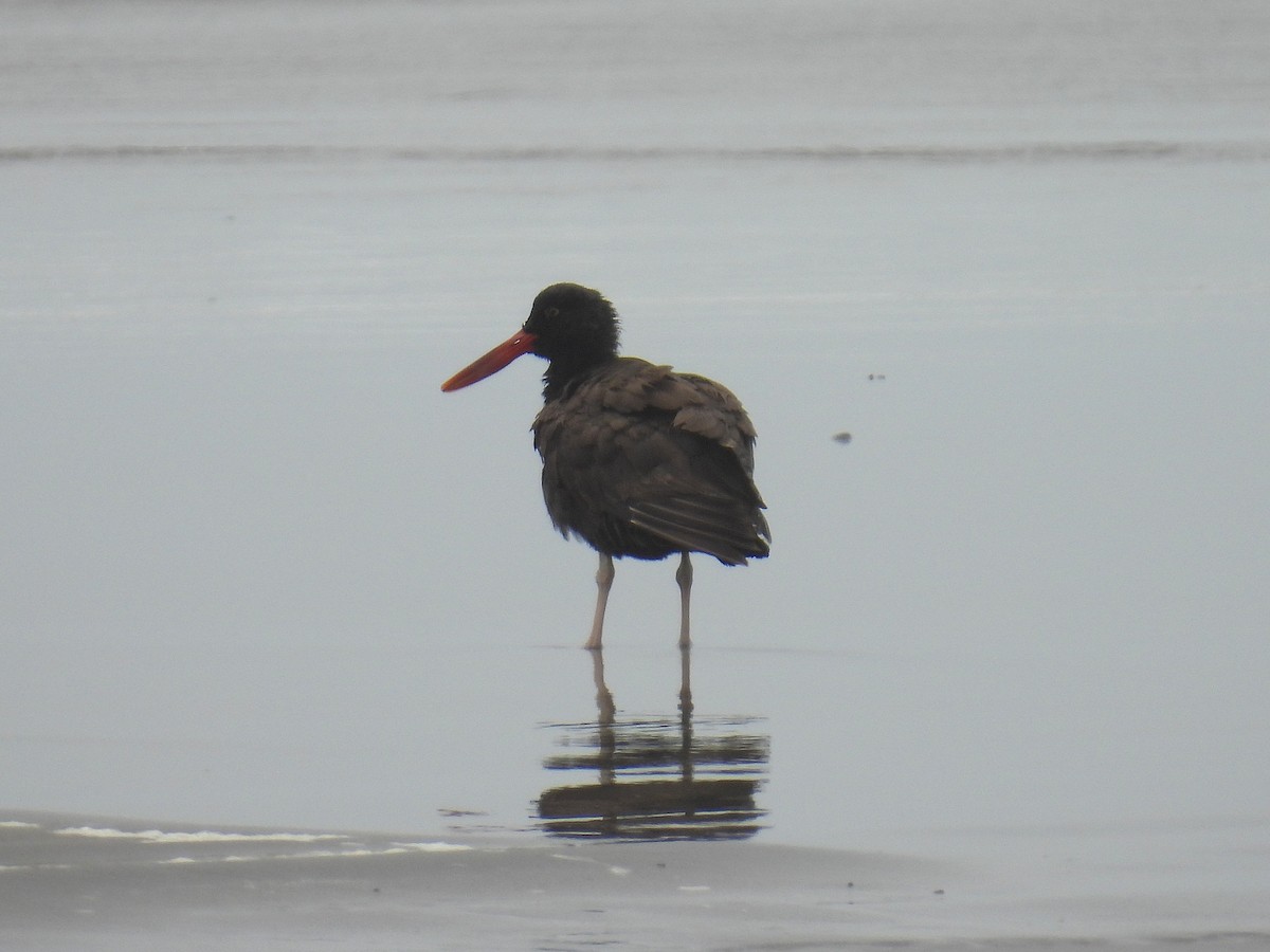 Blackish Oystercatcher - ML644549685