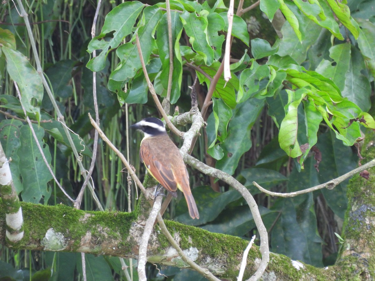 Bienteveo Común - ML644549693