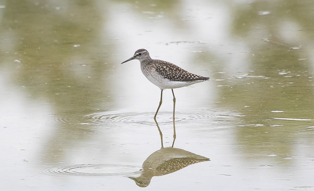 Wood Sandpiper - ML644549698