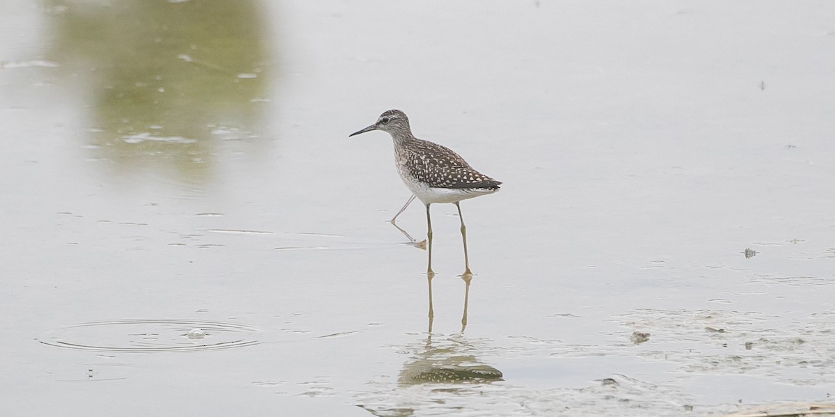 Wood Sandpiper - ML644549699