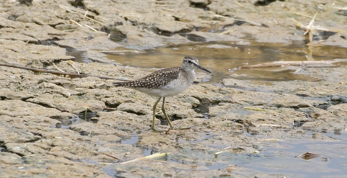 Wood Sandpiper - ML644549700