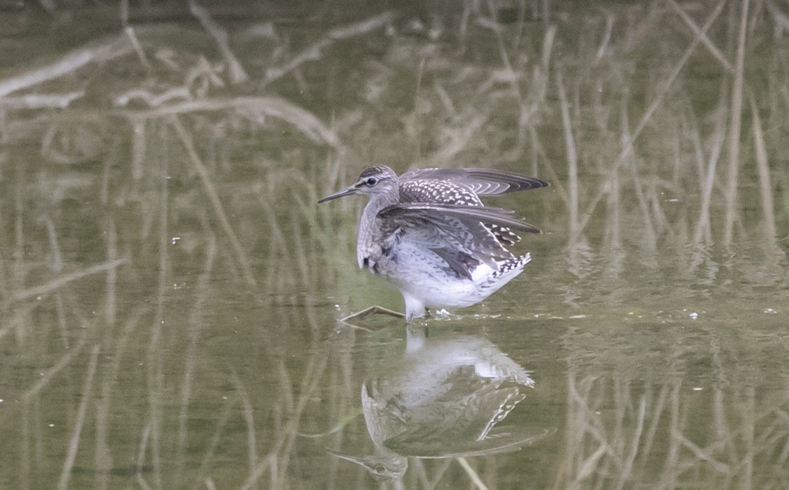 Wood Sandpiper - ML644549701